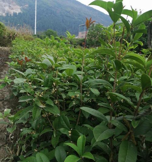 月桂种植技术有哪些？