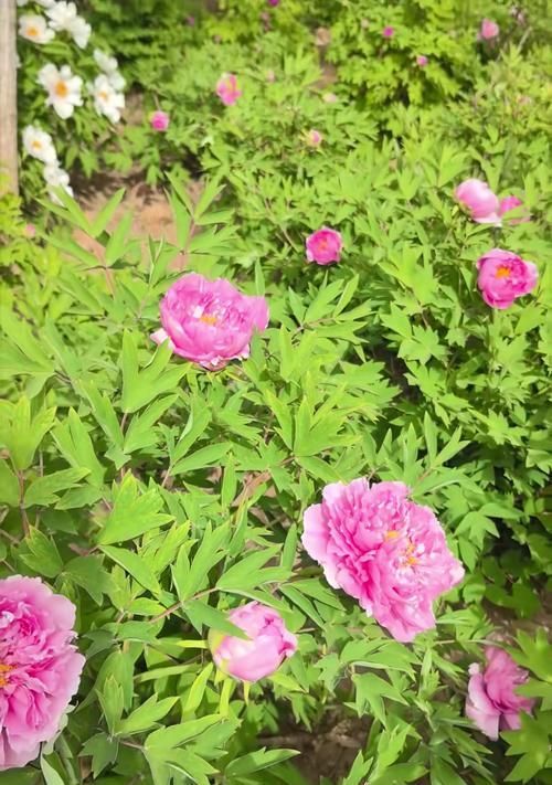 牡丹花开花的样子是什么样的？