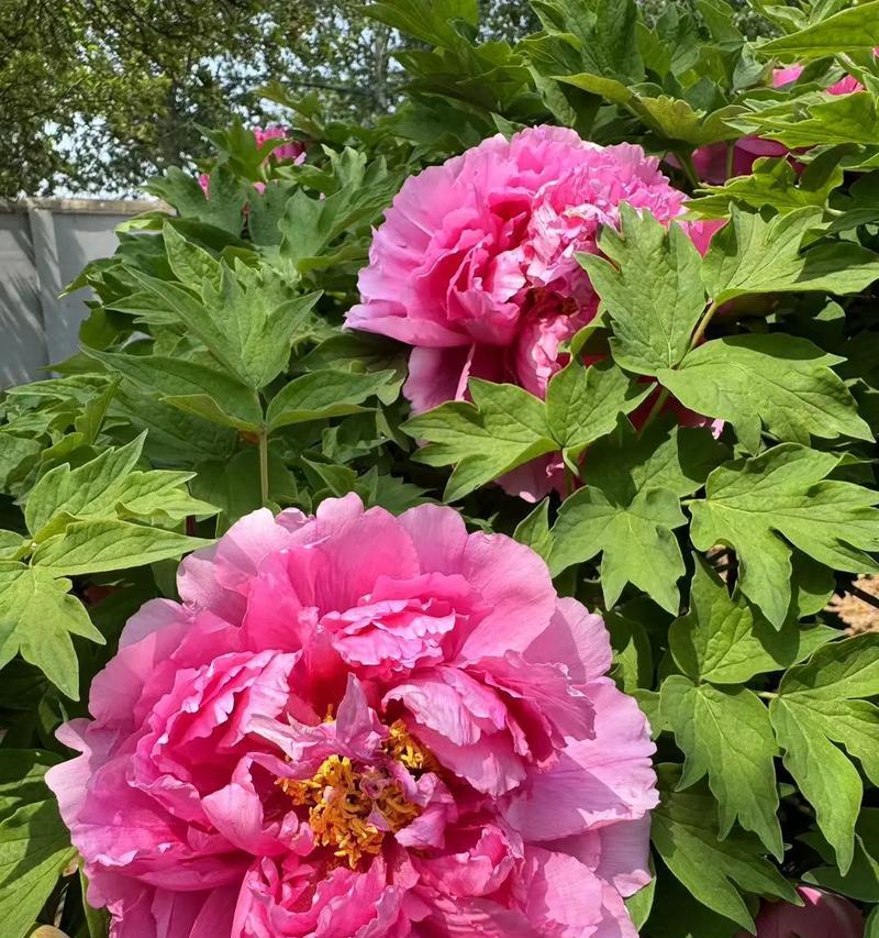 牡丹花开花的样子是什么样的？