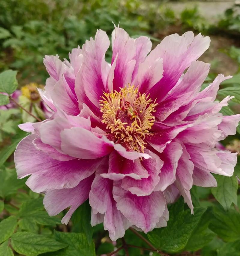 牡丹花开花的样子是什么样的？