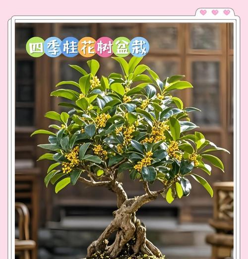 月桂树盆栽养护与管理的技巧是什么？