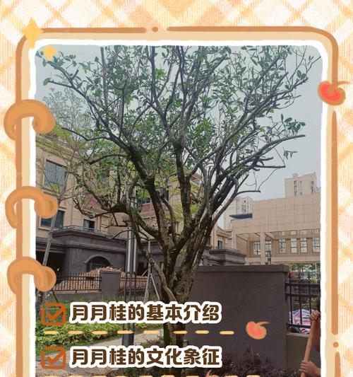月桂树盆栽养护与管理的技巧是什么？