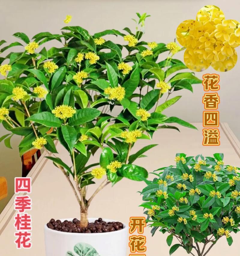 月桂树盆栽养护与管理的技巧是什么？