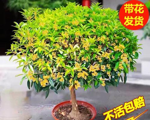 八月桂金桂盆栽的养殖技巧有哪些？