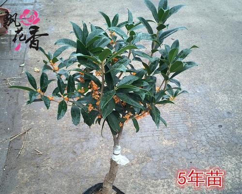 八月桂金桂盆栽的养殖技巧有哪些？