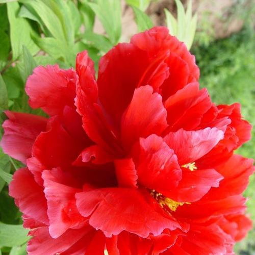 牡丹花花蕊常用颜色是什么？有何讲究？