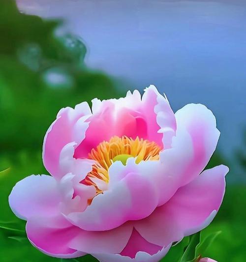 牡丹花花蕊常用颜色是什么？有何讲究？