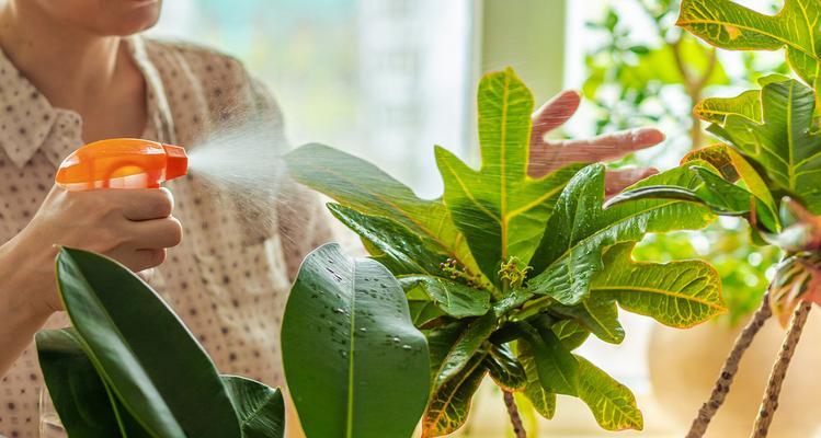 绿叶黄边的盆栽植物属于哪一类型？