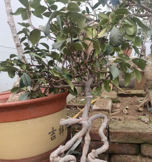 绿叶黄边的盆栽植物属于哪一类型？
