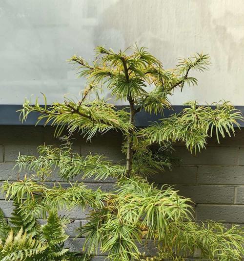 绿叶黄边的盆栽植物属于哪一类型？
