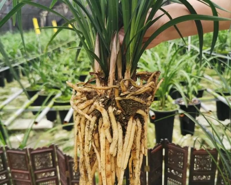 兰花肥料是否适用于其他植物？