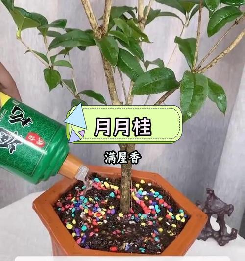 盆栽月桂树修剪技巧是什么？如何修剪才能最好？