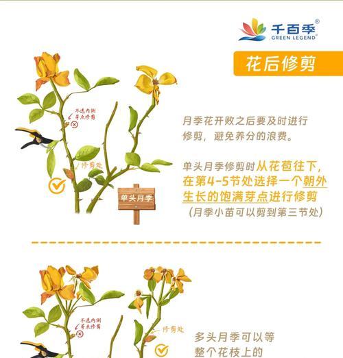 盆栽月桂树修剪技巧是什么？如何修剪才能最好？