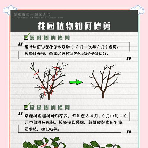 盆栽月桂树修剪技巧是什么？如何修剪才能最好？