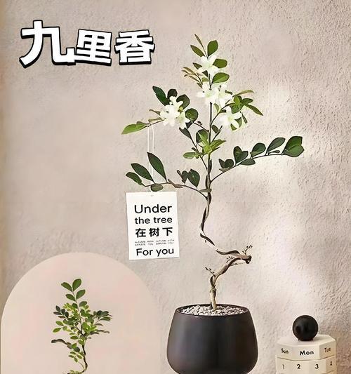 八月桂老桩盆栽的养护要点是什么？