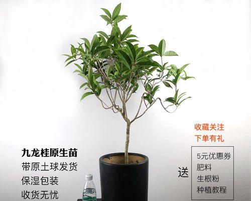 八月桂老桩盆栽的养护要点是什么？
