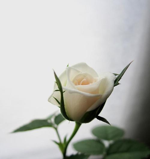 如何延长白玫瑰的花期？