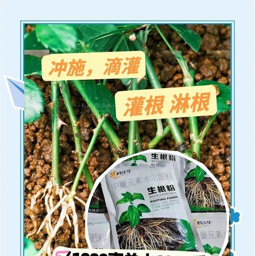植物专用生根粉水培花效果好吗？使用方法是什么？