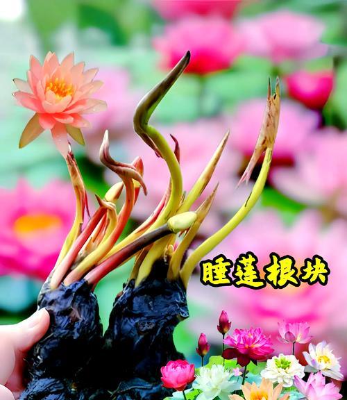 植物专用生根粉水培花效果好吗？使用方法是什么？