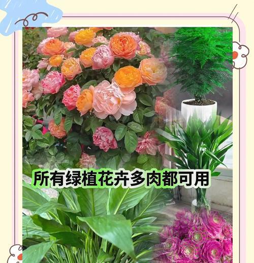 植物专用生根粉水培花效果好吗？使用方法是什么？