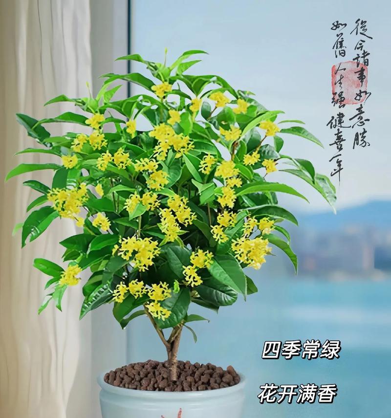晋中盆栽月季苗圃在哪里种植最合适？