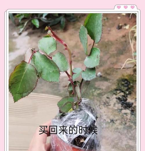 晋中盆栽月季苗圃在哪里种植最合适？