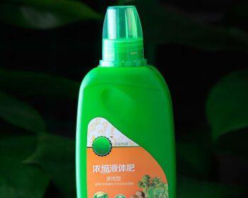 盆栽月桂花应该使用哪种花肥？