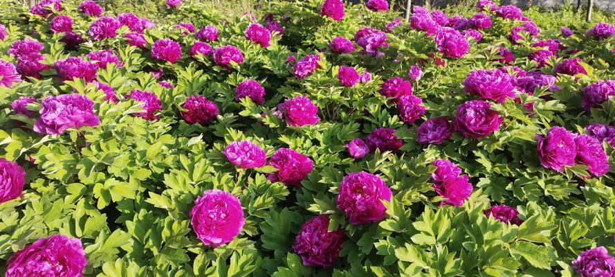 牡丹花只有花蕊没花瓣的病因是什么？