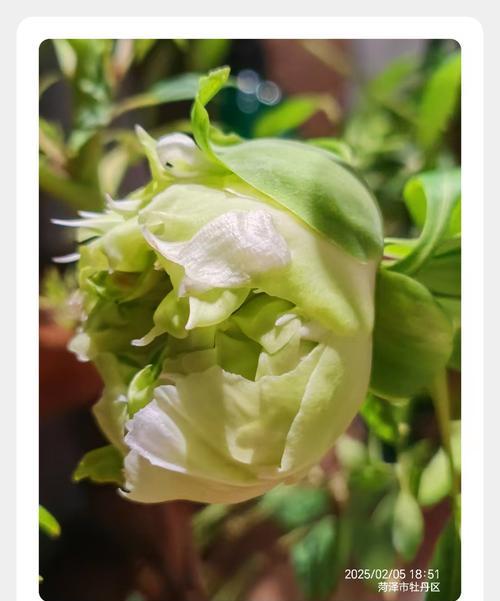 牡丹花只有花蕊没花瓣的病因是什么？