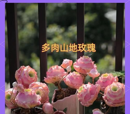 耶罗山地玫瑰种植土质要求是什么？