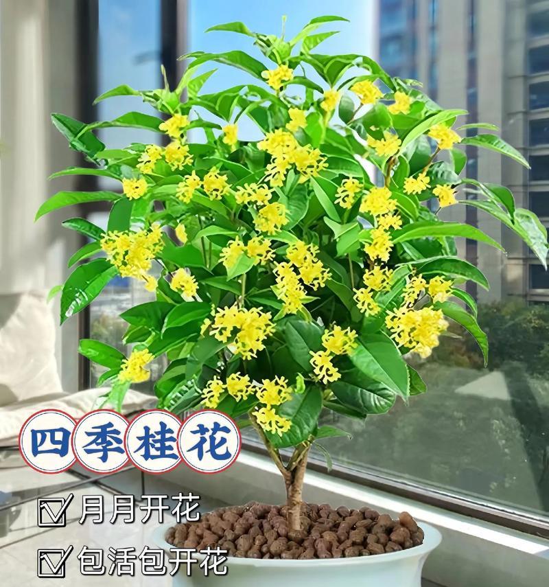 月桂树盆景老桩带盆带花如何购买？购买时应该注意什么？