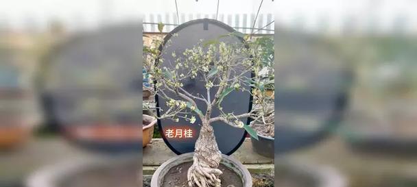 月桂树盆景老桩带盆带花如何购买？购买时应该注意什么？