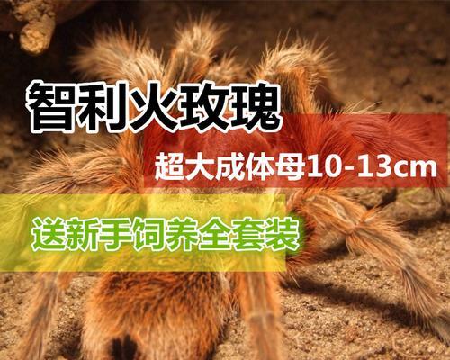 智利火玫瑰幼苗喂什么肥料好啊？选择合适的肥料对幼苗成长有何影响？