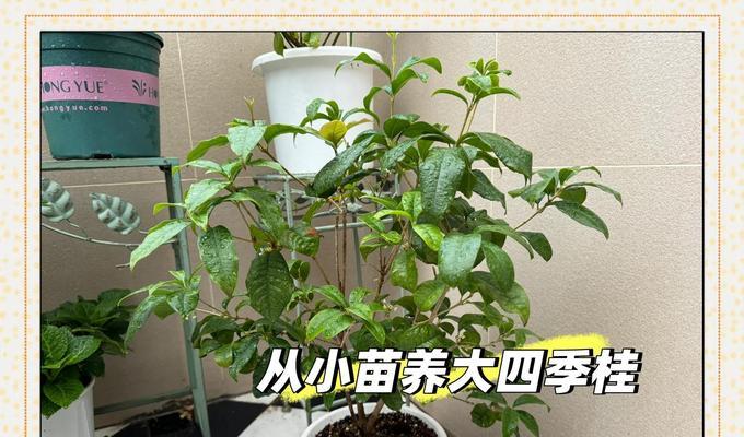 四季桂月月桂阳台盆栽适合新手吗？如何修剪？