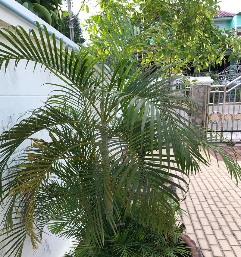 盆栽树桩浇水多少天浇一次好？怎样确保植物健康生长？