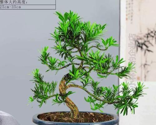 盆栽树桩浇水多少天浇一次好？怎样确保植物健康生长？