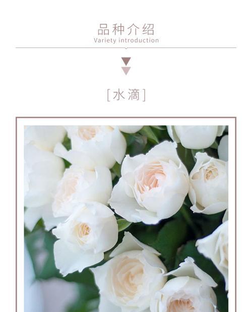 盆栽白玫瑰的最佳种植季节是什么时候？