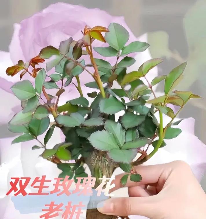盆栽白玫瑰的最佳种植季节是什么时候？