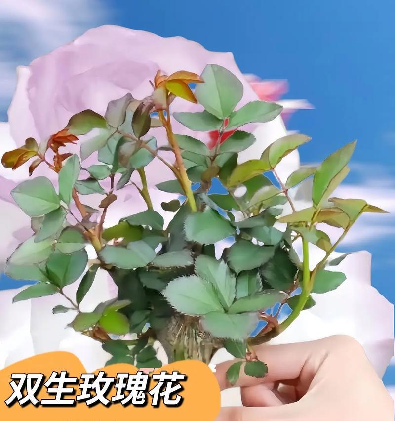 盆栽白玫瑰的最佳种植季节是什么时候？