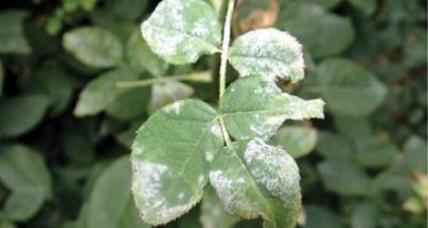 叶子像玫瑰花叶子的植物有哪些？如何识别这些植物？