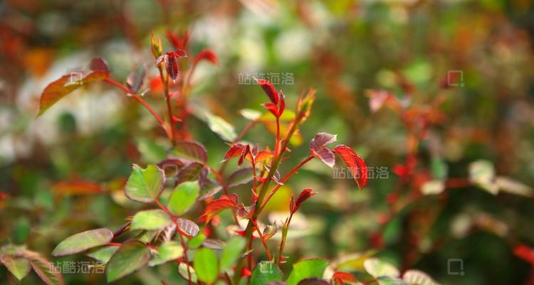 叶子像玫瑰花叶子的植物有哪些？如何识别这些植物？