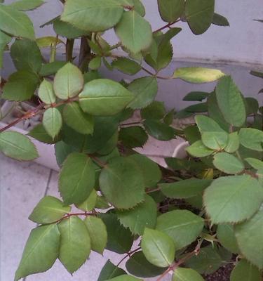 叶子像玫瑰花叶子的植物有哪些？如何识别这些植物？