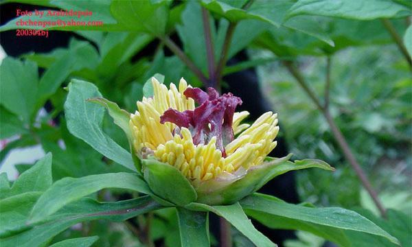 牡丹花蕊为何呈现绿色？是病害吗？