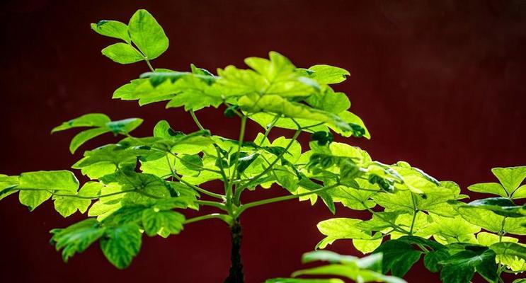 牡丹花蕊为何呈现绿色？是病害吗？