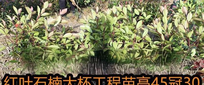 红叶石楠大杯苗种植技术有哪些？如何操作？