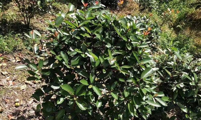 红叶石楠大杯苗种植技术有哪些？如何操作？