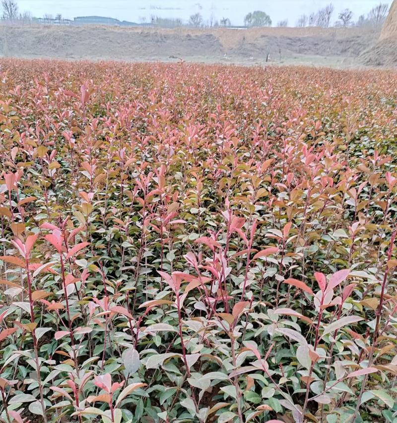 红叶石楠大杯苗种植技术有哪些？如何操作？