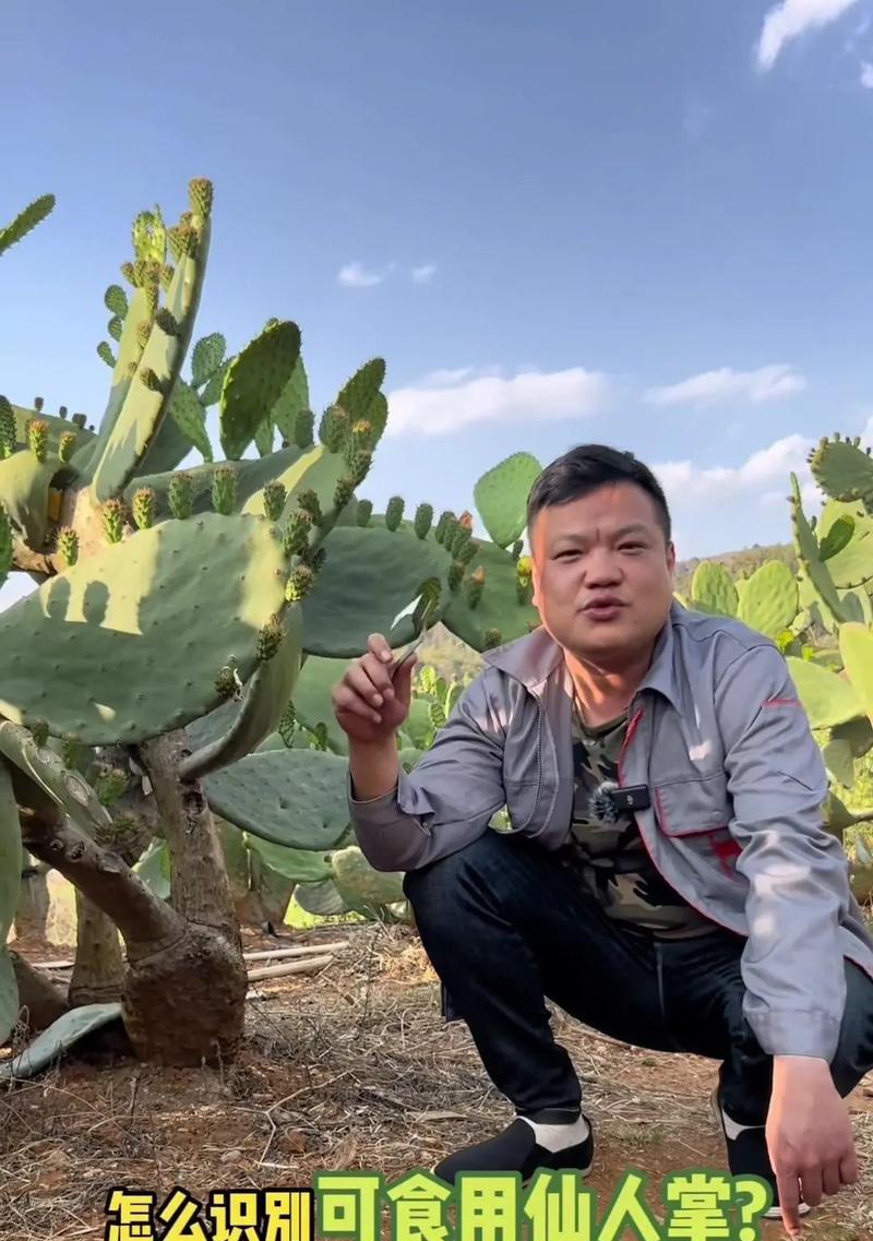 属大龙的养什么品种的仙人掌最好？仙人掌选择指南是什么？