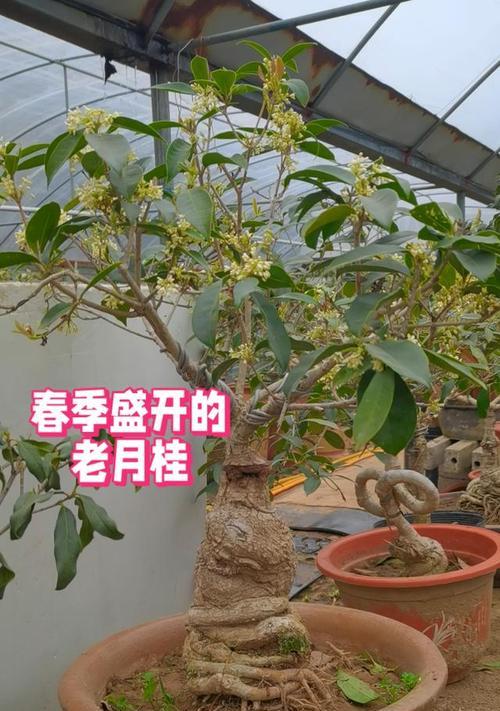 盆栽月桂的最大生长尺寸是多少？
