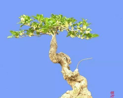 老月桂盆景怎么养护和管理最好？如何防止病虫害？